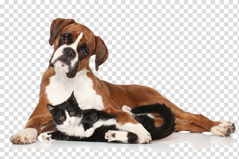 dog lying in the arms of a cat transparent background PNG clipart