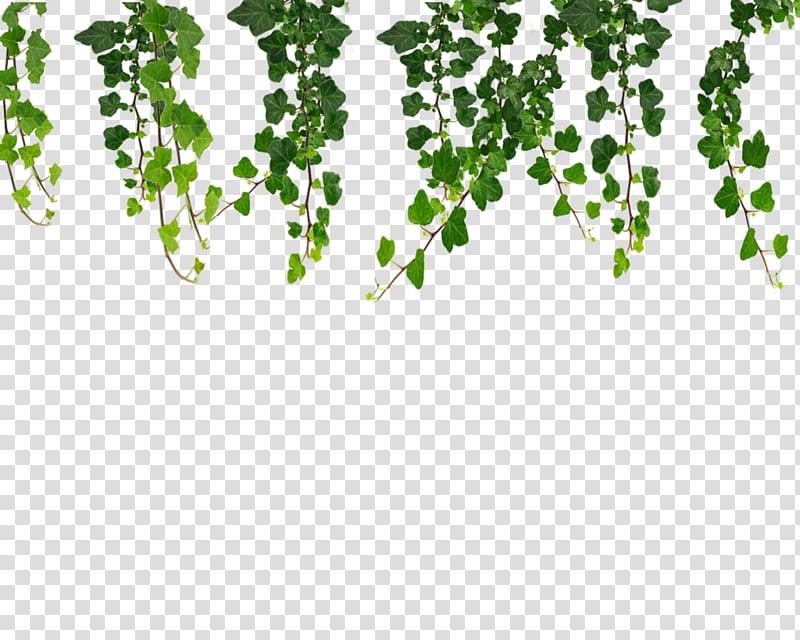 green hanging plants , Vine , Vines transparent background PNG clipart