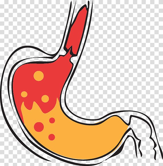 Gastric acid Stomach Pepsin Hydrochloric acid , tummy transparent background PNG clipart