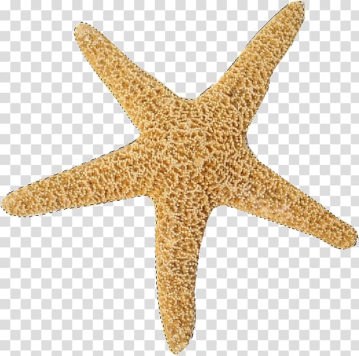 Starfish Marine invertebrates Echinoderm Sea, starfish transparent background PNG clipart