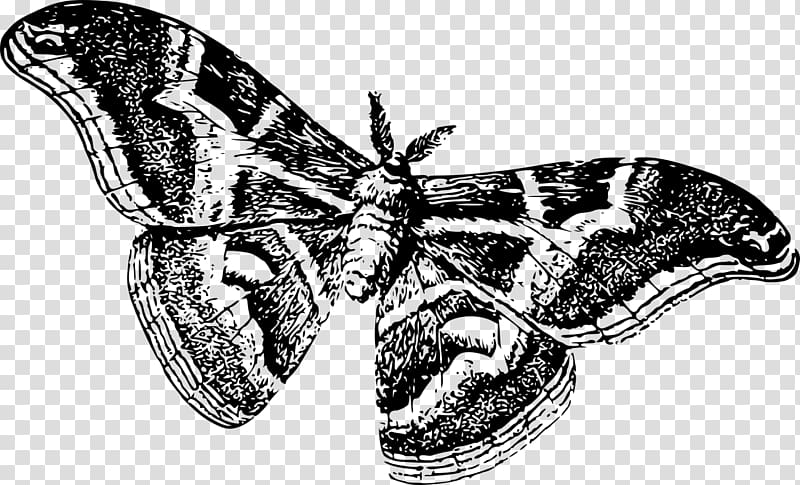 Butterfly Silkworm Drawing Moth, moth transparent background PNG clipart