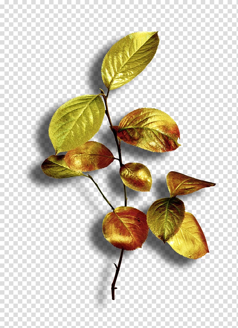 Leaf Plant, Leaf transparent background PNG clipart