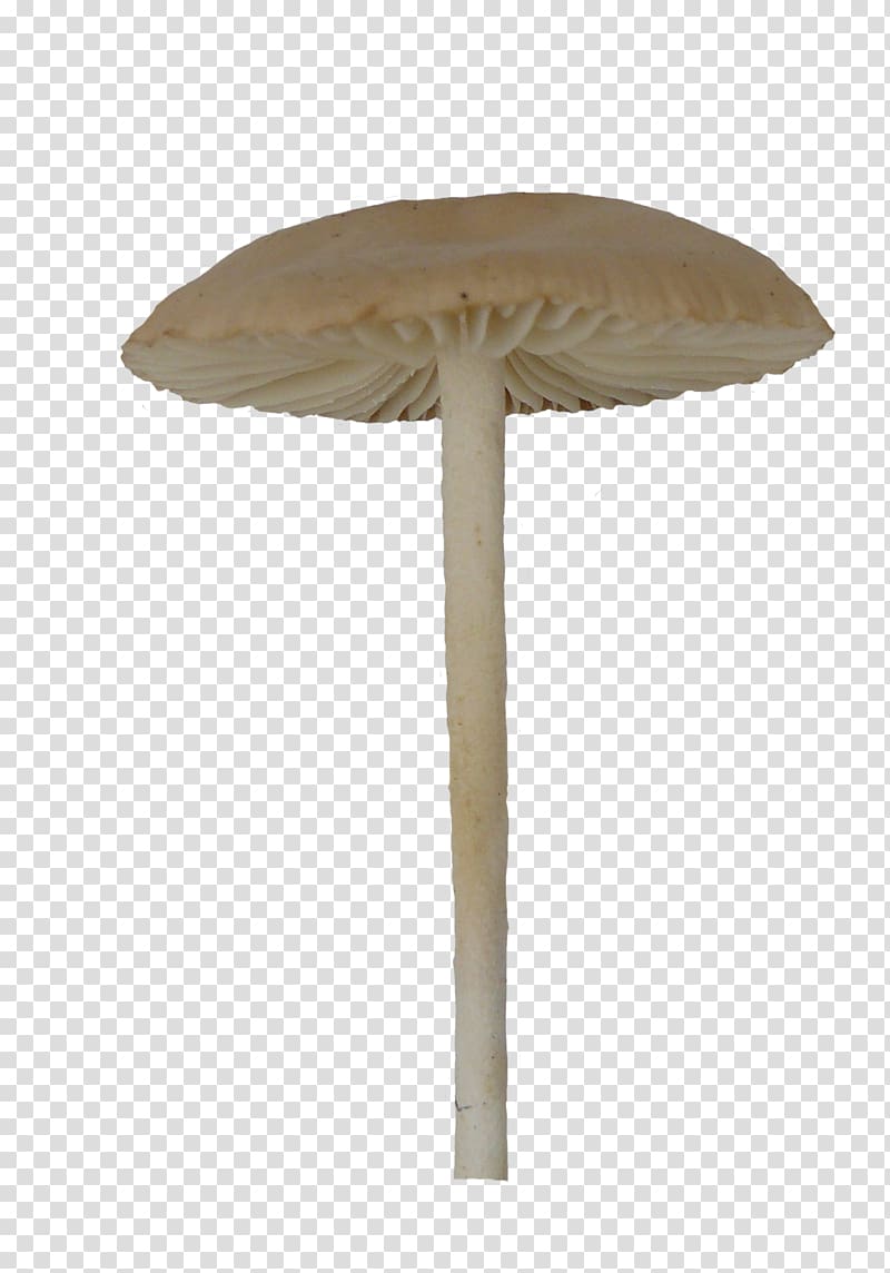 Mushroom Umbrella Fungus Macrolepiota procera, Necked umbrella mushrooms transparent background PNG clipart