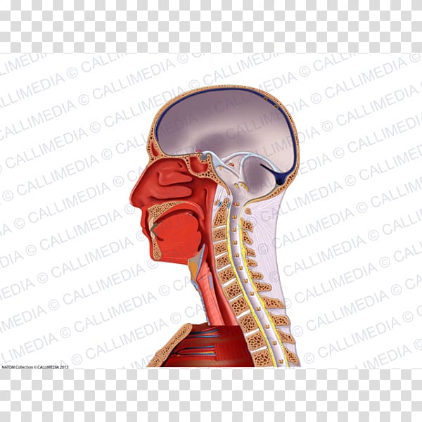 Muscle Nerve Blood vessel Neck Anatomy, Median Nerve transparent background PNG clipart