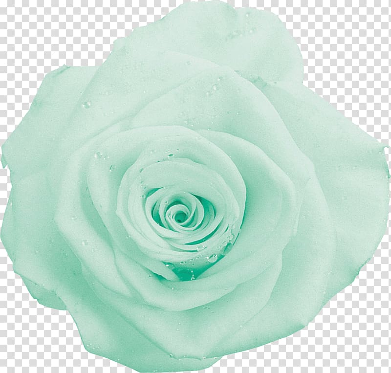Garden roses Cabbage rose Green Cut flowers, flower transparent background PNG clipart