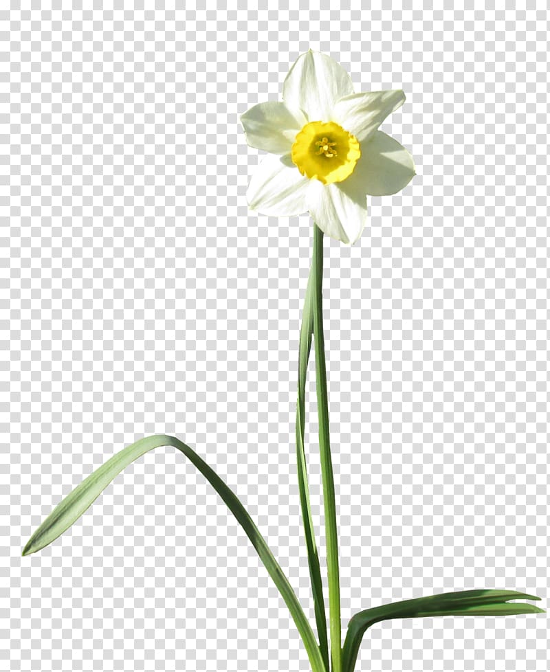 Daffodil Desktop , daffodil transparent background PNG clipart