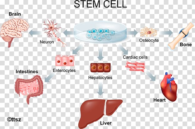 Stem-cell therapy Adult stem cell Regenerative medicine, others transparent background PNG clipart