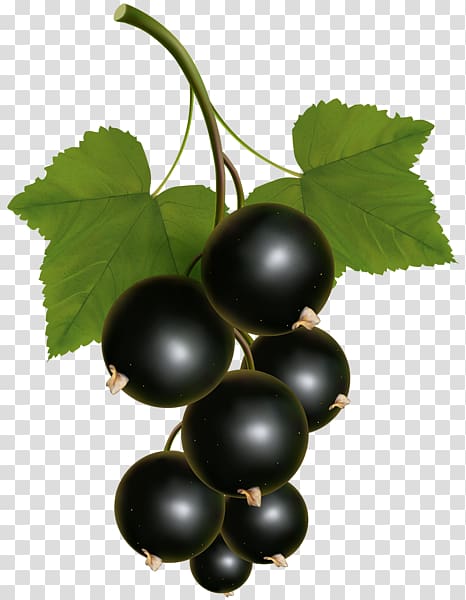 Blackcurrant Zante currant Redcurrant Grape , grape transparent background PNG clipart