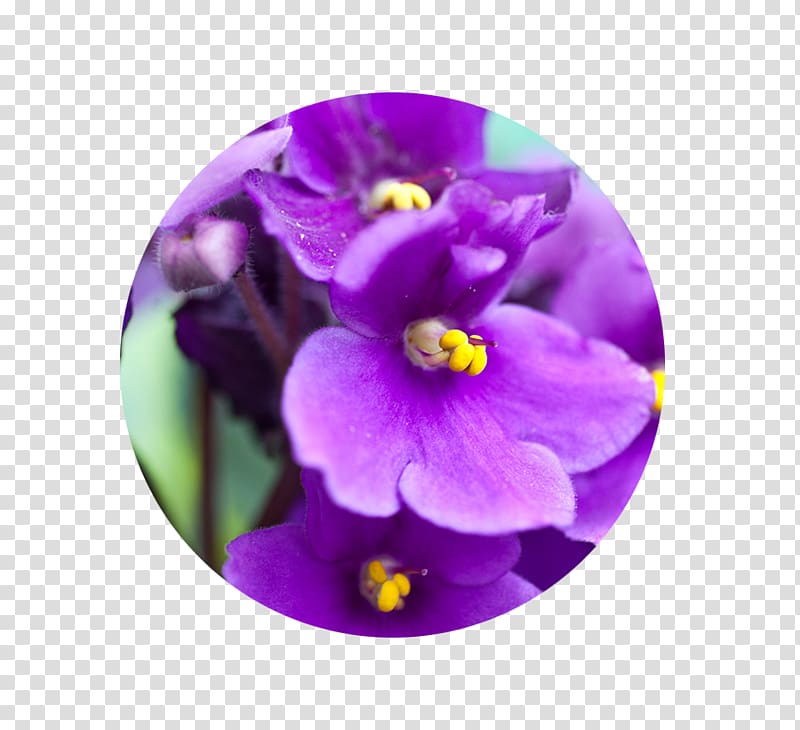 African violet Sweet violet Houseplant Gardening, plant transparent background PNG clipart