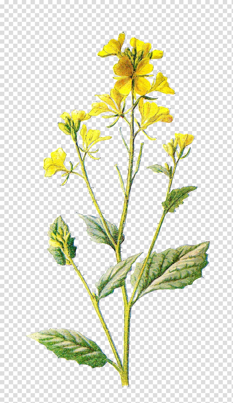 Wildflower Drawing , wild flowers transparent background PNG clipart