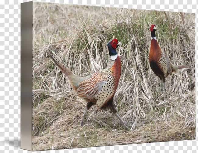 Pheasant Gallery wrap Fauna Ecosystem Canvas, feather transparent background PNG clipart