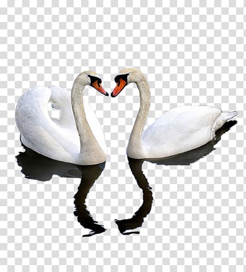 Cygnini Bird Black swan , слова transparent background PNG clipart