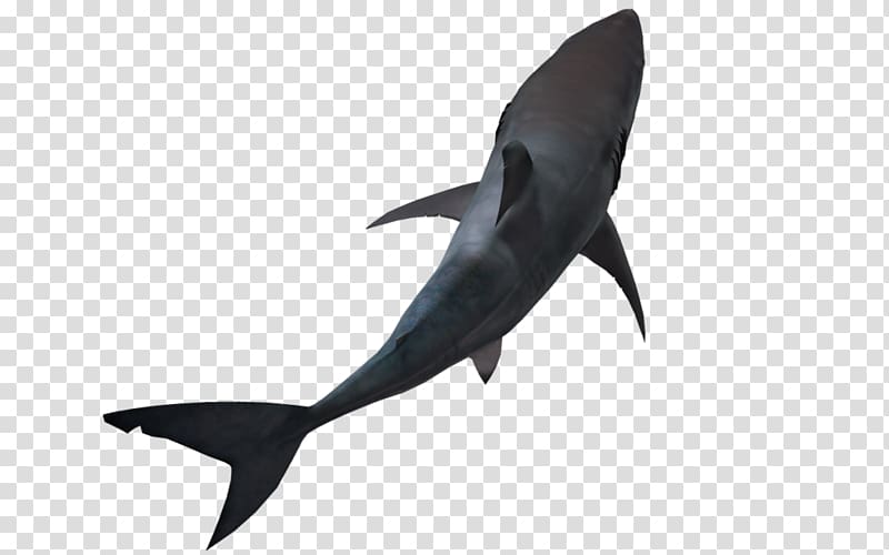 Great white shark Lamniformes Hammerhead shark, sharks transparent background PNG clipart