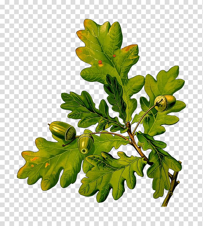 English oak Köhler\'s Medicinal Plants Sessile Oak Acorn Quercus cerris, acorn transparent background PNG clipart