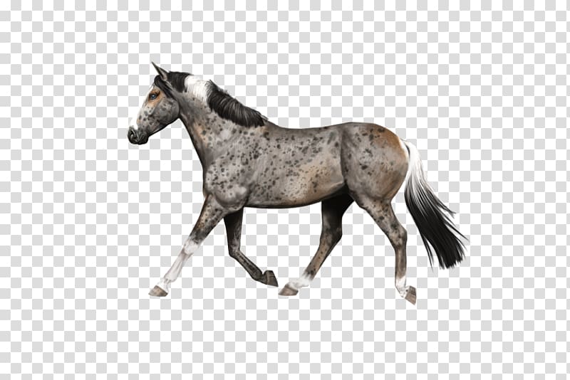 Mustang Foal Stallion Mare Colt, Jackie Burkhart transparent background PNG clipart