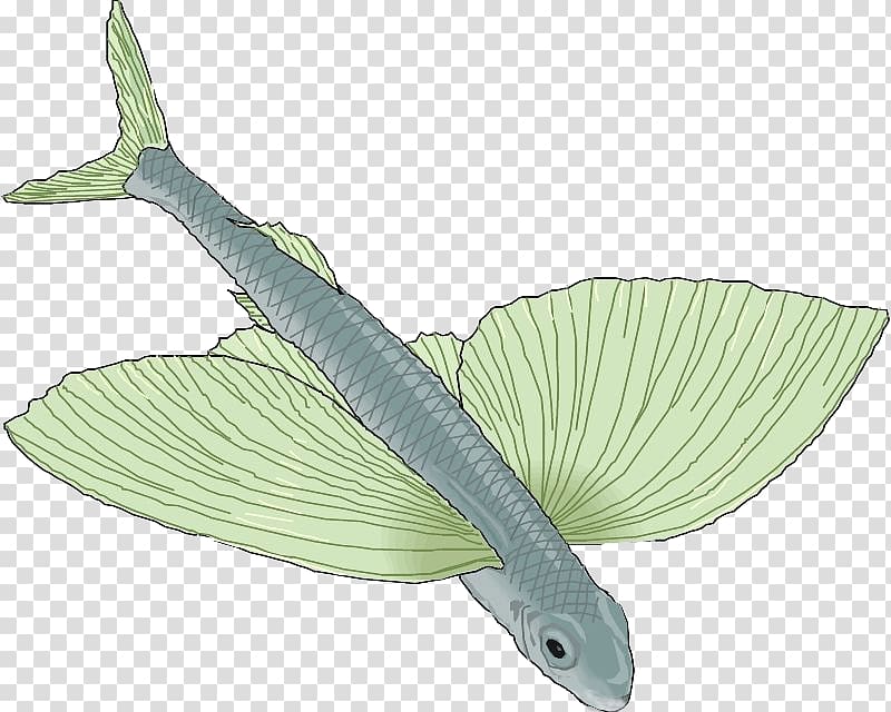 Fish Drawing , Long wings of fish transparent background PNG clipart