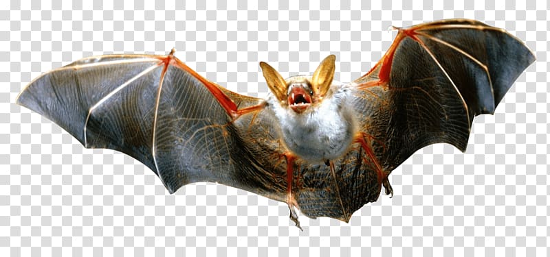 flying bat illustration, Vampire Bat transparent background PNG clipart