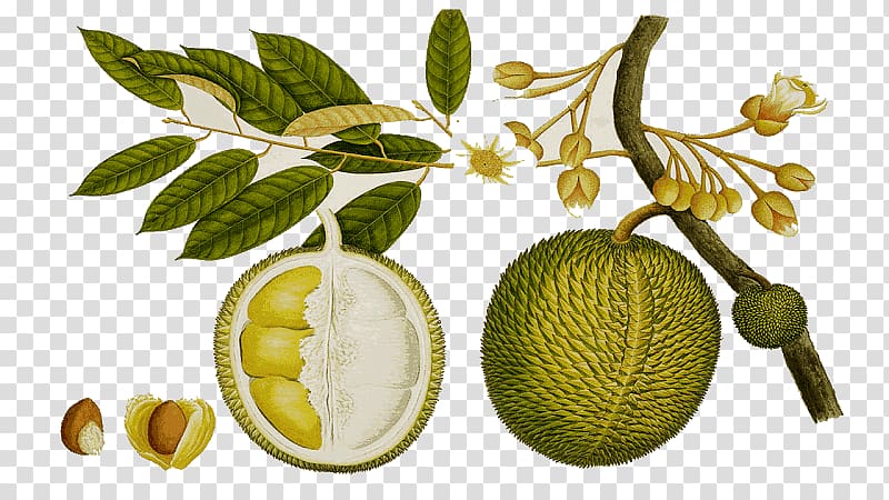 Durio zibethinus Fruit tree Food, durian fruit transparent background PNG clipart