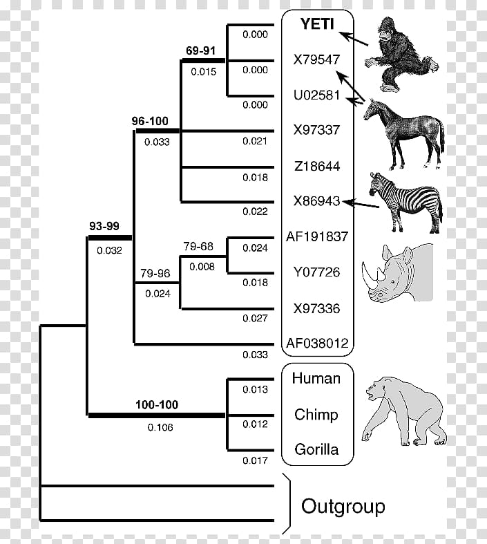 Evidence of common descent Cladogram Evolution Homology, others transparent background PNG clipart