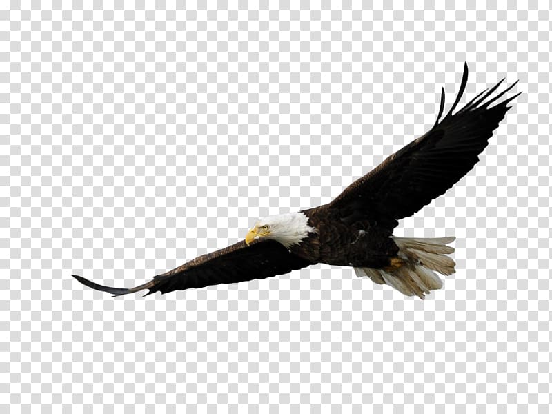 Pocono Mountains Elk Hill Bird of prey Bald Eagle, eagle transparent background PNG clipart