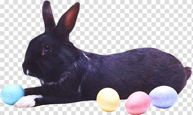 Hare Domestic rabbit Easter Bunny Angora rabbit, rabbit transparent background PNG clipart