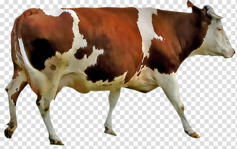 Beef cattle Milk Anatomy Live Dairy cattle, beefsteak transparent background PNG clipart