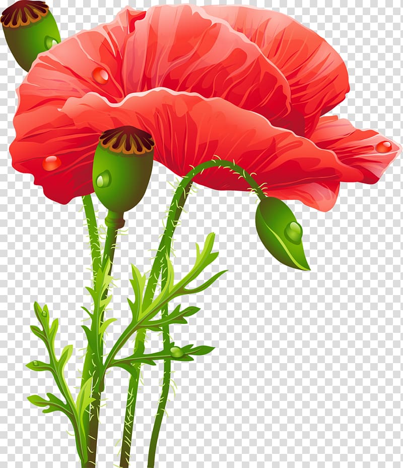 Poppy Flower , marigold transparent background PNG clipart