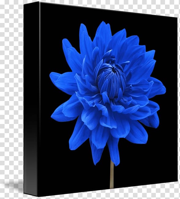 Blue Dahlia Flower Floral design Plant, flower transparent background PNG clipart