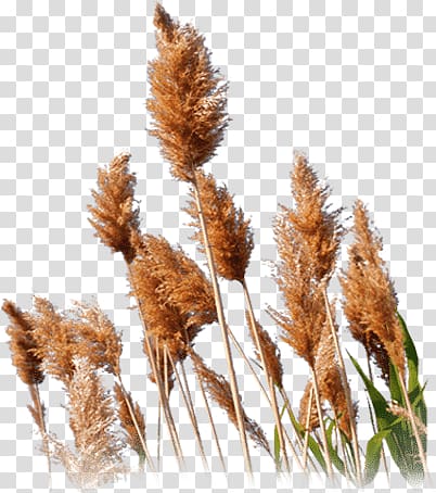 reed transparent background PNG clipart