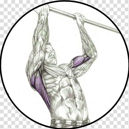 Chin-up Pull-up Muscle Exercise, arm transparent background PNG clipart