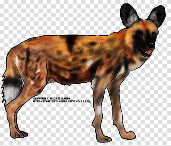 Dog breed Dhole African wild dog South African cheetah, Wild Dog transparent background PNG clipart
