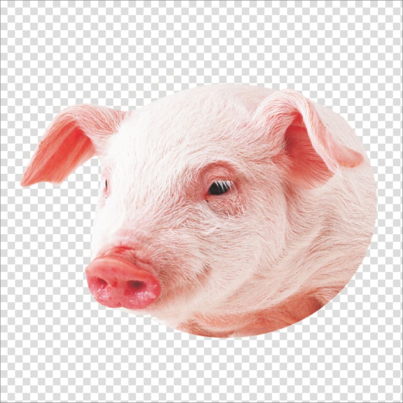 Co pig Miniature pig , pig transparent background PNG clipart