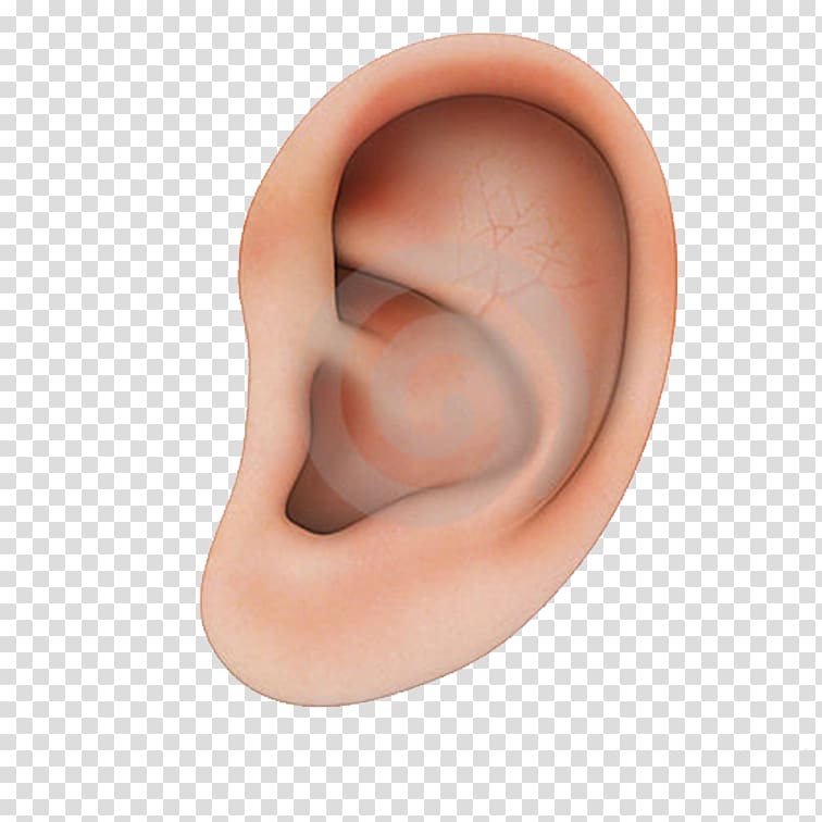 Earring Structure, Human ear structure transparent background PNG clipart