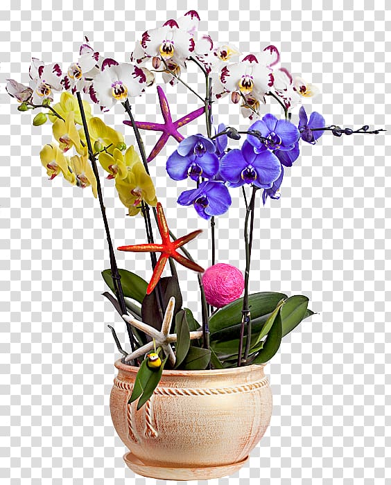 Moth orchids Cut flowers Floral design Garden roses, flower transparent background PNG clipart