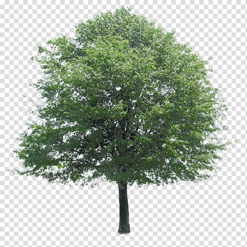 green leafed tree, Tree Architecture, trees transparent background PNG clipart
