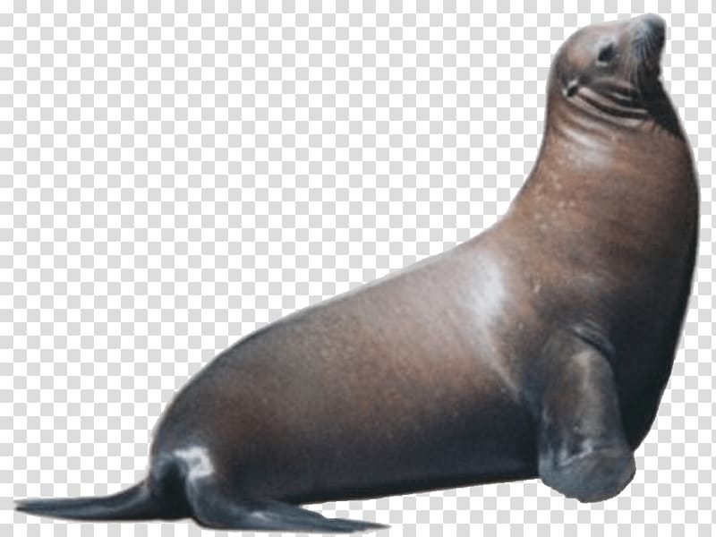 Sea lion Pinniped Free Marine mammal , walrus transparent background PNG clipart