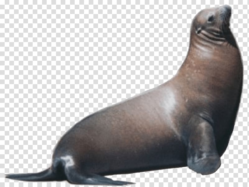 Sea lion Pinniped Free Marine mammal , walrus transparent background