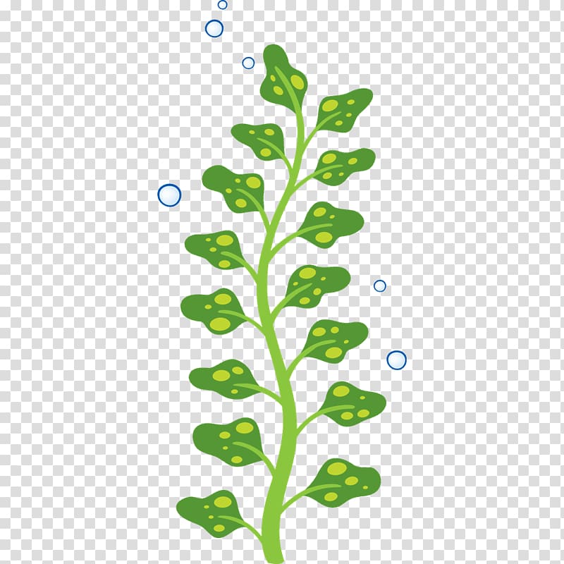 Algae Child Seaweed Sticker, vinilo transparent background PNG clipart