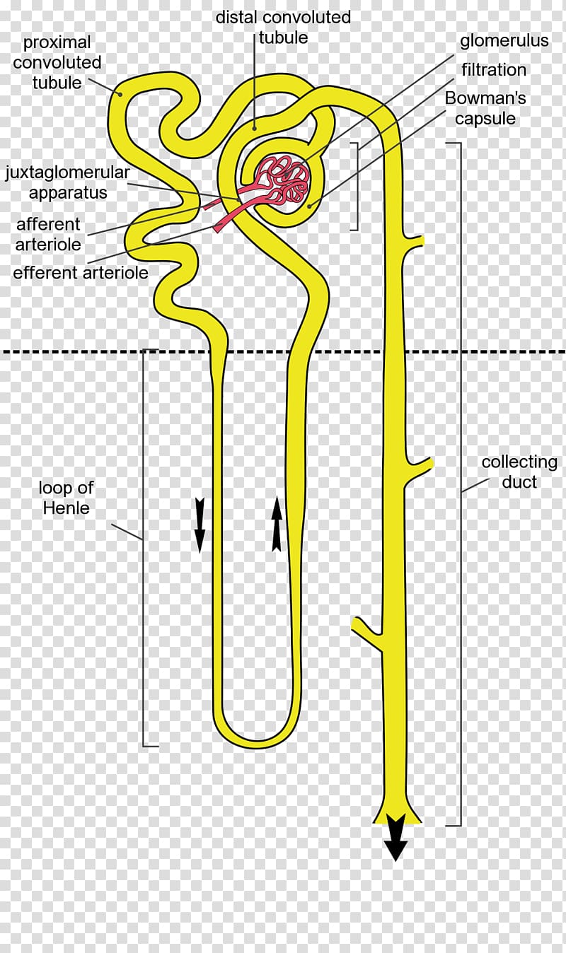 Juxtamedullary nephron Kidney Tubulo renale Renal corpuscle, kidney transparent background PNG clipart