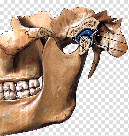 Temporomandibular joint Mandible Articular disk Anatomy, oral cavity transparent background PNG clipart