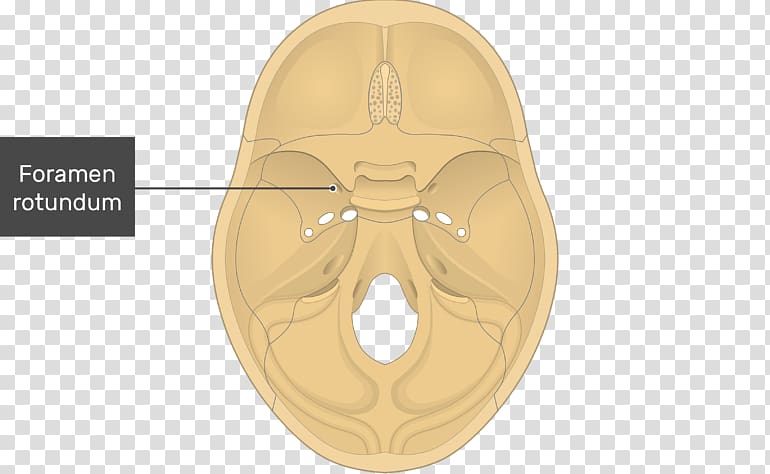 Foramen rotundum Foramen ovale Skull Tuberculum sellae Sphenoid bone, skull ethmoid bone transparent background PNG clipart