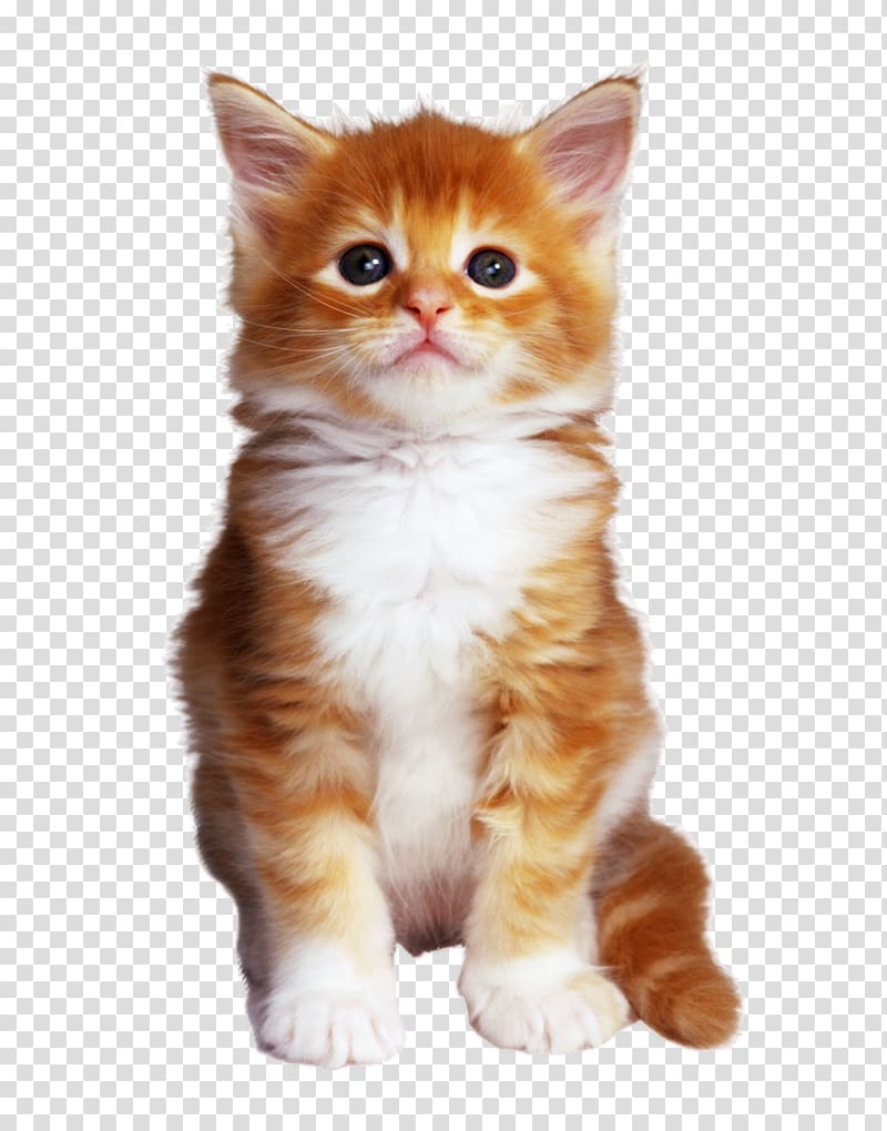 Bengal cat Kitten Online chat Pet, kitten transparent background PNG clipart