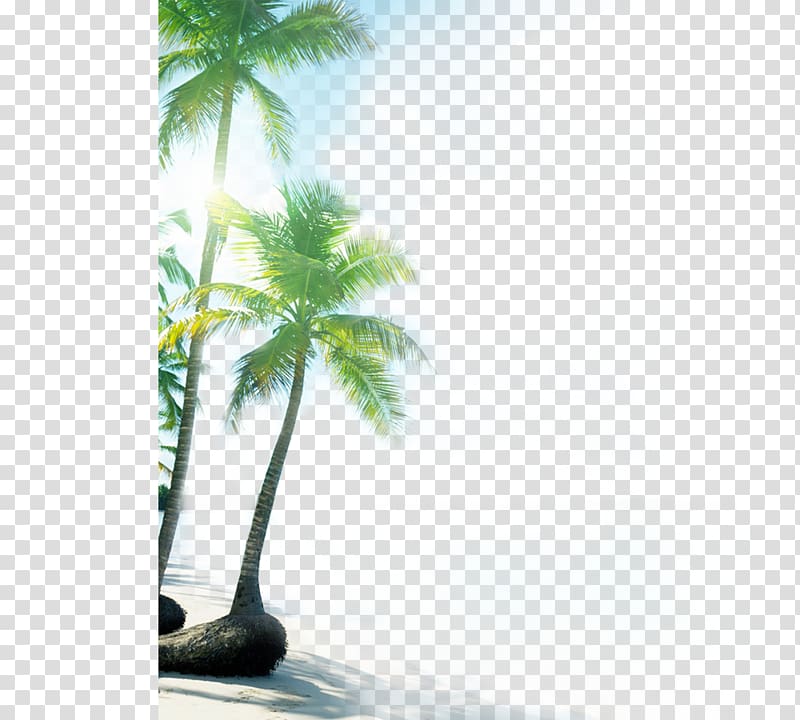 green palm trees near body of water, Las Terrenas Beach Ocean Beauty Sea, Sandy beach coconut tree transparent background PNG clipart