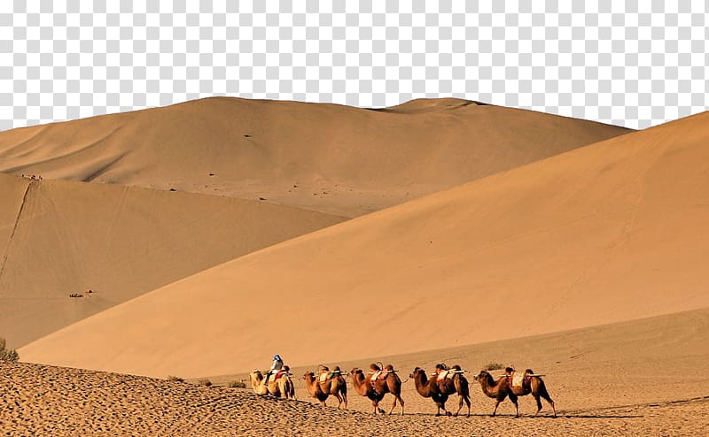 brown camels walking on desert, Erg Camel Desert Sand, Desert Camel transparent background PNG clipart