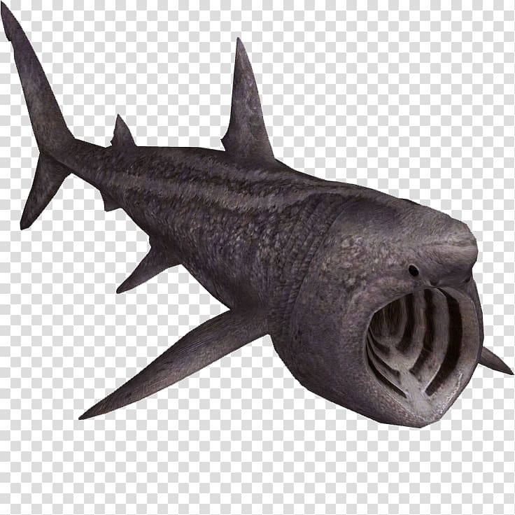 Zoo Tycoon 2 Requiem shark Squaliformes Basking shark, others transparent background PNG clipart