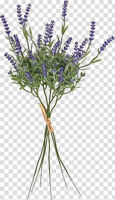 English lavender French lavender Cut flowers Plant stem Twig, Lavanda transparent background PNG clipart