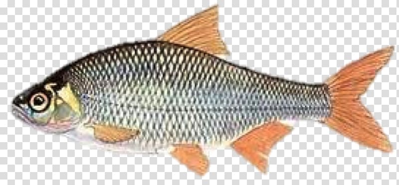 Carp Rudd Fauna Marine biology Perch, Blink blink transparent background PNG clipart