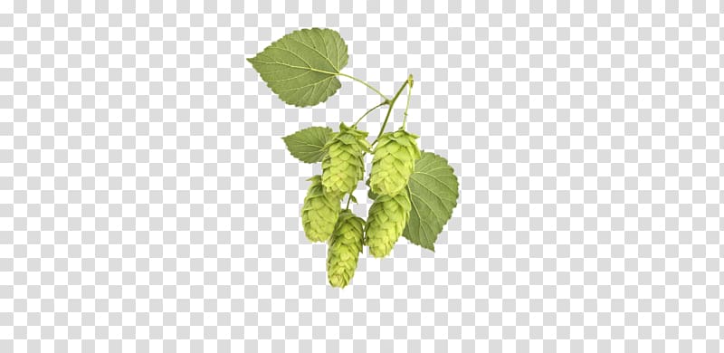 Common hop Plant Vine Brauerei Lupulus Herb, plant transparent background PNG clipart