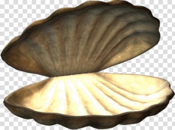Cockle Veneroida Seashell, seashell transparent background PNG clipart