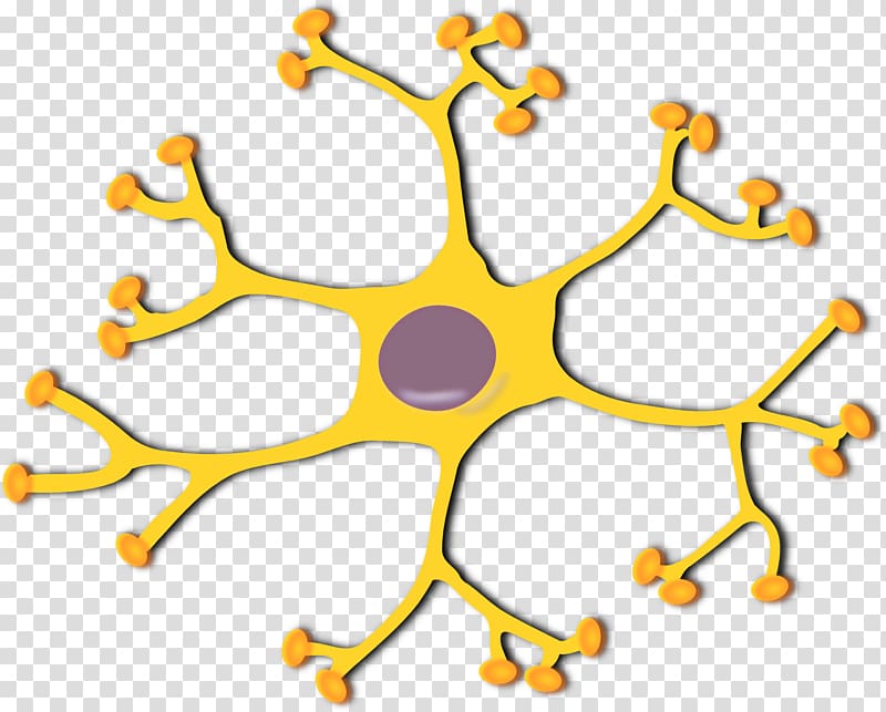 Motor neuron Interneuron , neurons transparent background PNG clipart
